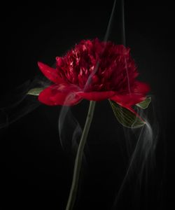 SmokeyFlowers