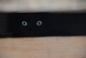 Eyes