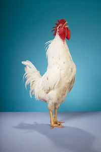 Petr