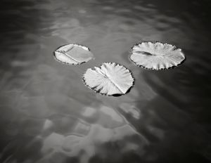 Three lily pads