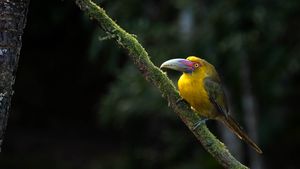 Fibonacci and The Toucanet