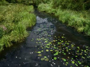 Chalk Streams 1