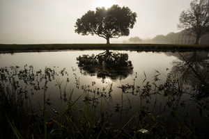 Sunrise Fog at the Chalmette Battlefield, January 21, 2016