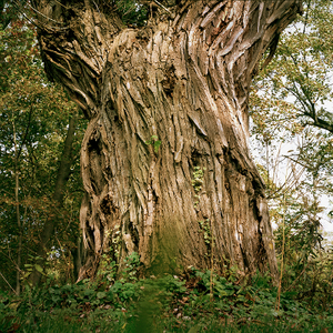 Tree #17 from Willow Series