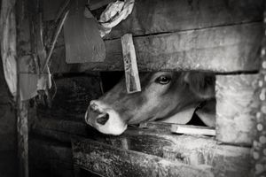 The Cow