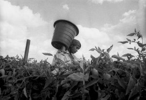 Farm Worker. Immokalee, Florida. 1997