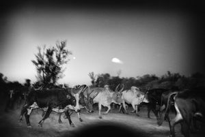 Moonlight in Madagascar