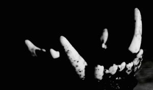 Coyote (Lower Jaw)