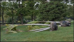 Toronto Island Portfolio
