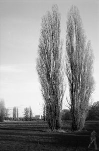 I had a dream and I talked with a tree