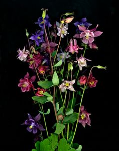 Granny's Bonnet or Columbine