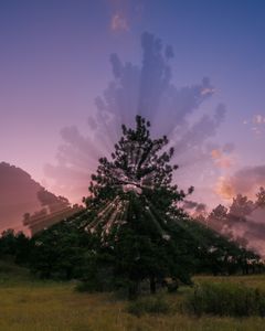 Tree of Life