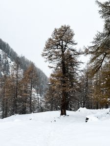 WinterGold