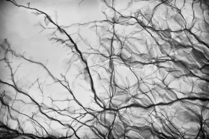 © Carolyn Meltzer