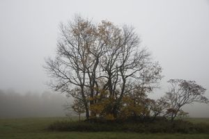 Muted Beauty© Edith Gould