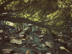 Into the marsh - 15