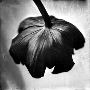 Red Tulip