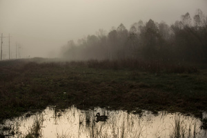 Sunrise Fog at the Chalmette Battlefield, January 21, 2016
