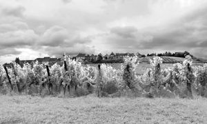 Vineyards,, France