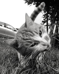 Lawn mower