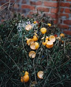 Oranges