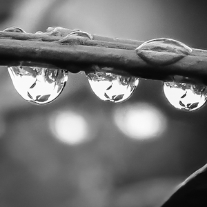 Raindrops