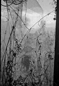 Through a Garden Fence