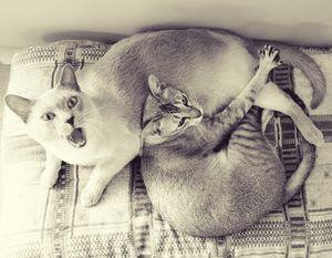 Lili&Milord 1