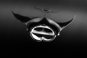 Two giant Mantas