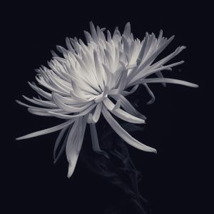 Spider Daisy