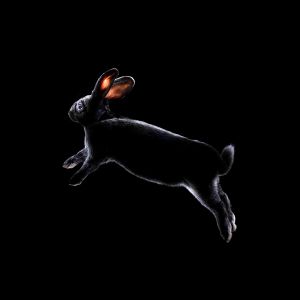 Rabbit to eat in France