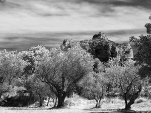 Olive Trees and the Alpilles, Saint-Rémy-de-Provence, France