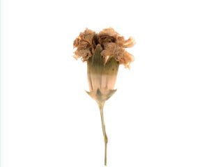 Flor 018