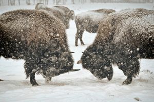 American Bison