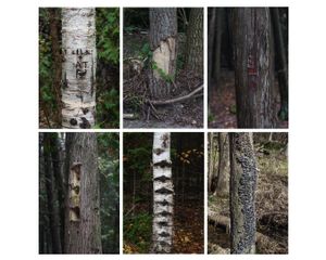 Demarcations variation