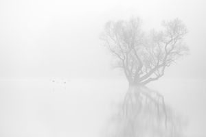 Egyptian Geese in fog
