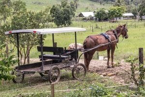 Mennonite horse-and-buggy
