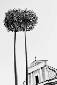 Allium
