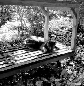 Stray Cats_38