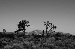 Joshua Trees near Alpine Butte Wildlife Sanctuary