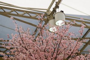 Tree, Ueno Station, Tokyo
