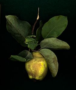 Quince 1