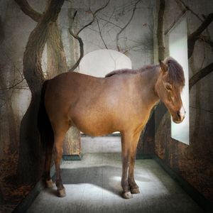 Dream Pony
