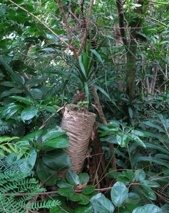 untitled, Old Pali Highway, Oahu 2019-20