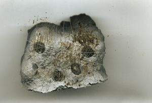 Mud Dauber