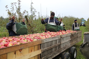 Gently placed in bins from each pickers cradled basket.