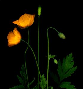 Yellow Poppies 2