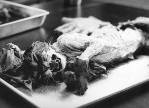 Frozen Cat
