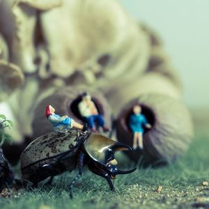 Hercules Beetle and Bella Lounge