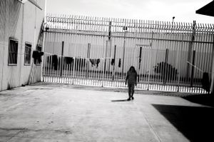 Bari Palese.